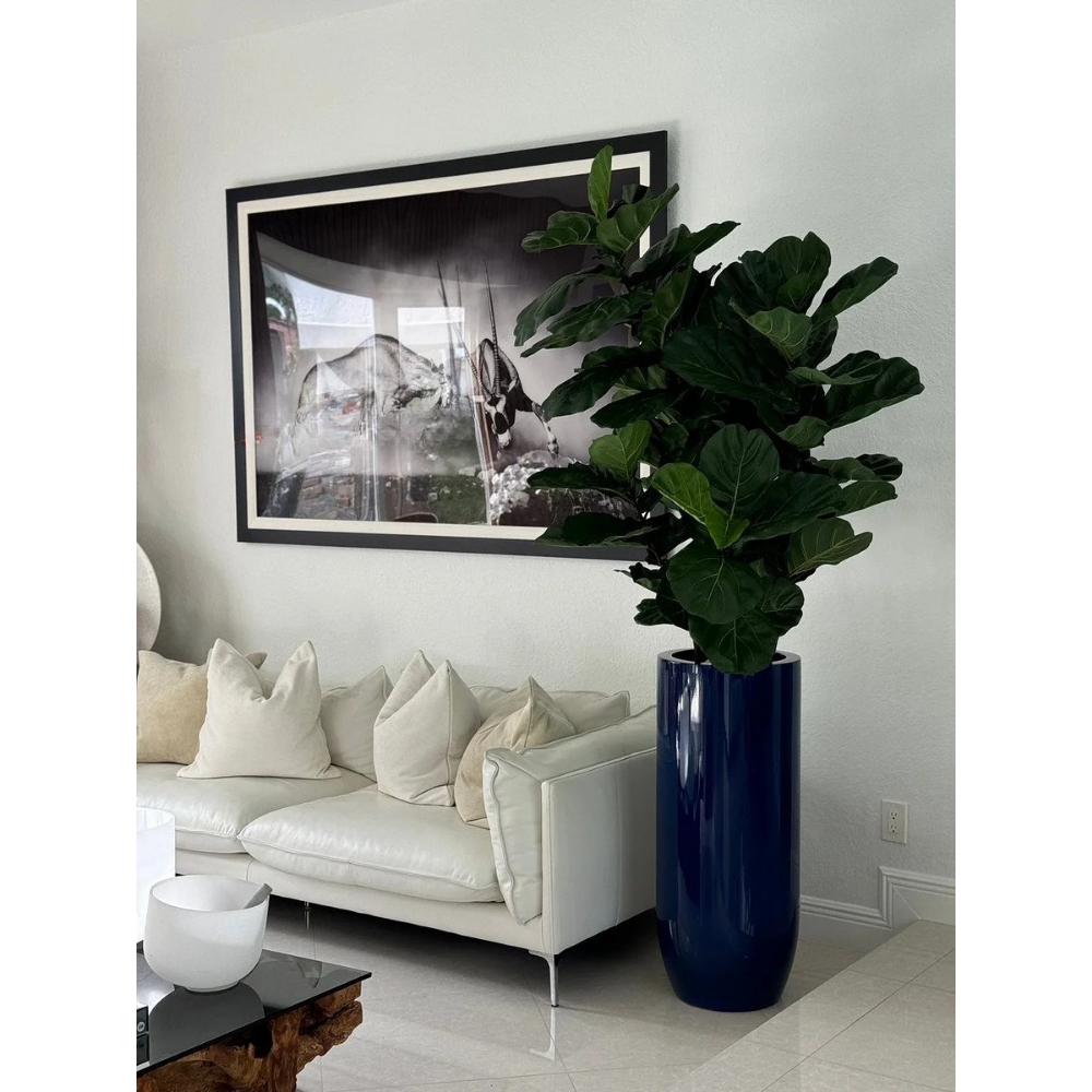 Fiddle Leaf Tree in Glossy Cobalt Blue St. Tropez Planter