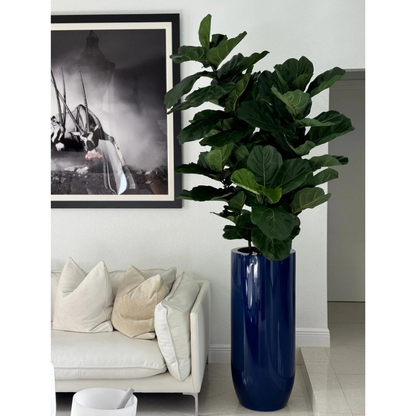 Fiddle Leaf Tree in Glossy Cobalt Blue St. Tropez Planter