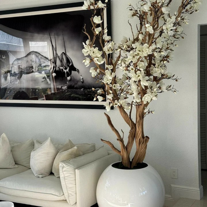 White Magnolia Tree in Glossy Globe Planter