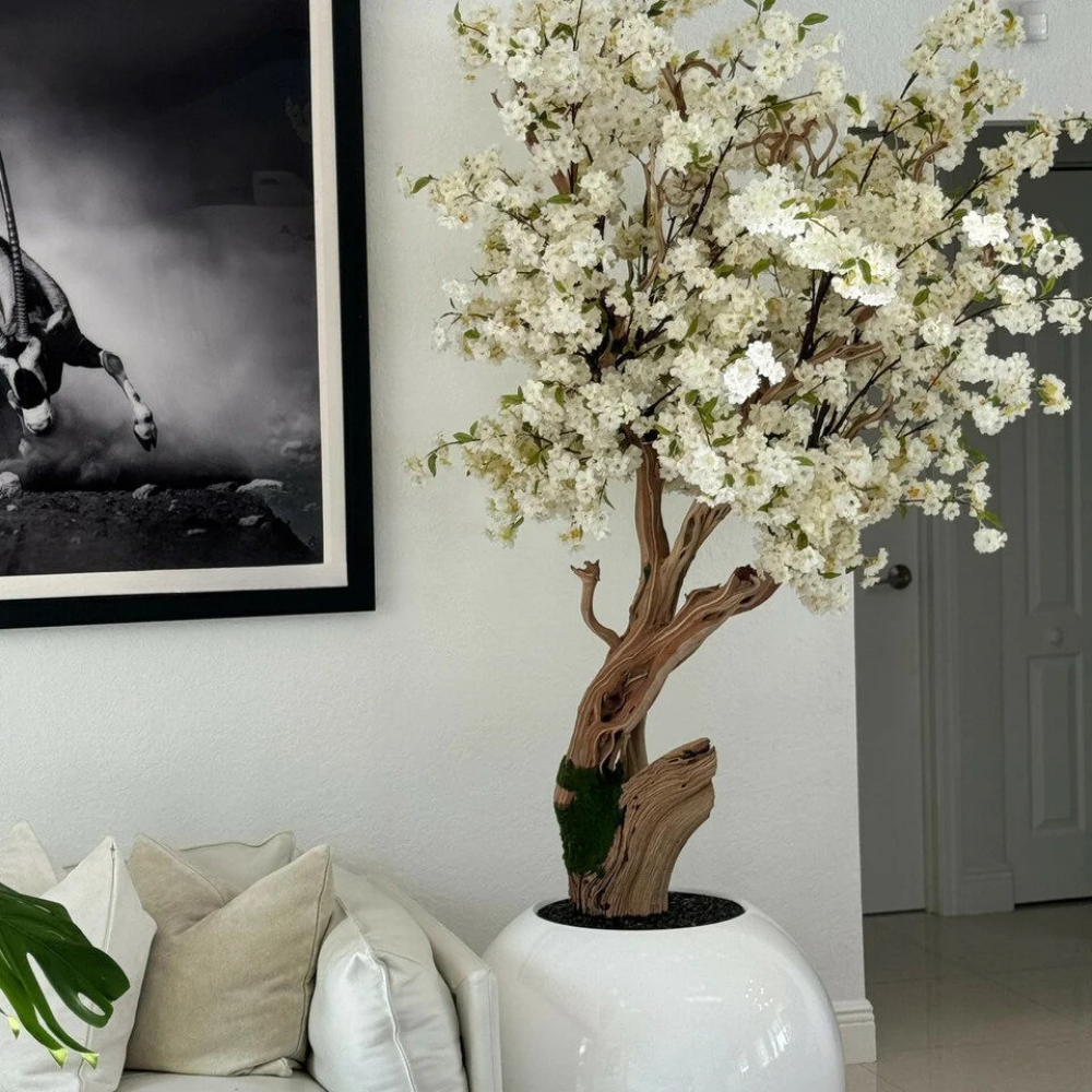 Glossy White Globe Cherry Blossom Tree