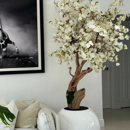 Glossy White Globe Cherry Blossom Tree