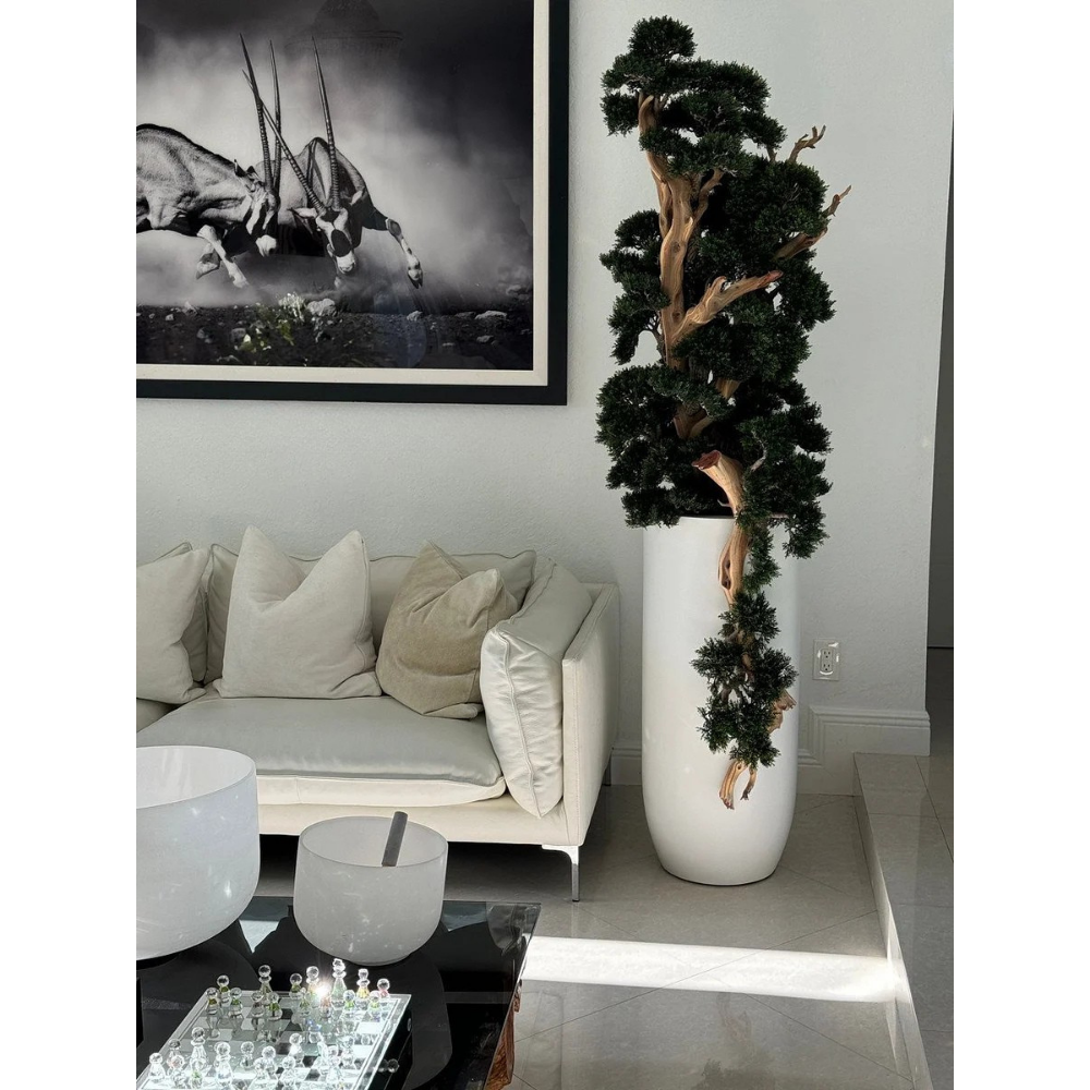 Bonsai in Matte White St. Tropez Planter