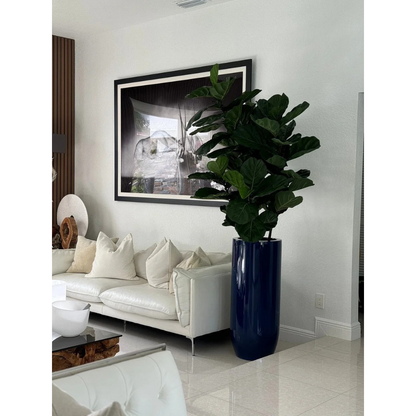 Fiddle Leaf Tree in Glossy Cobalt Blue St. Tropez Planter