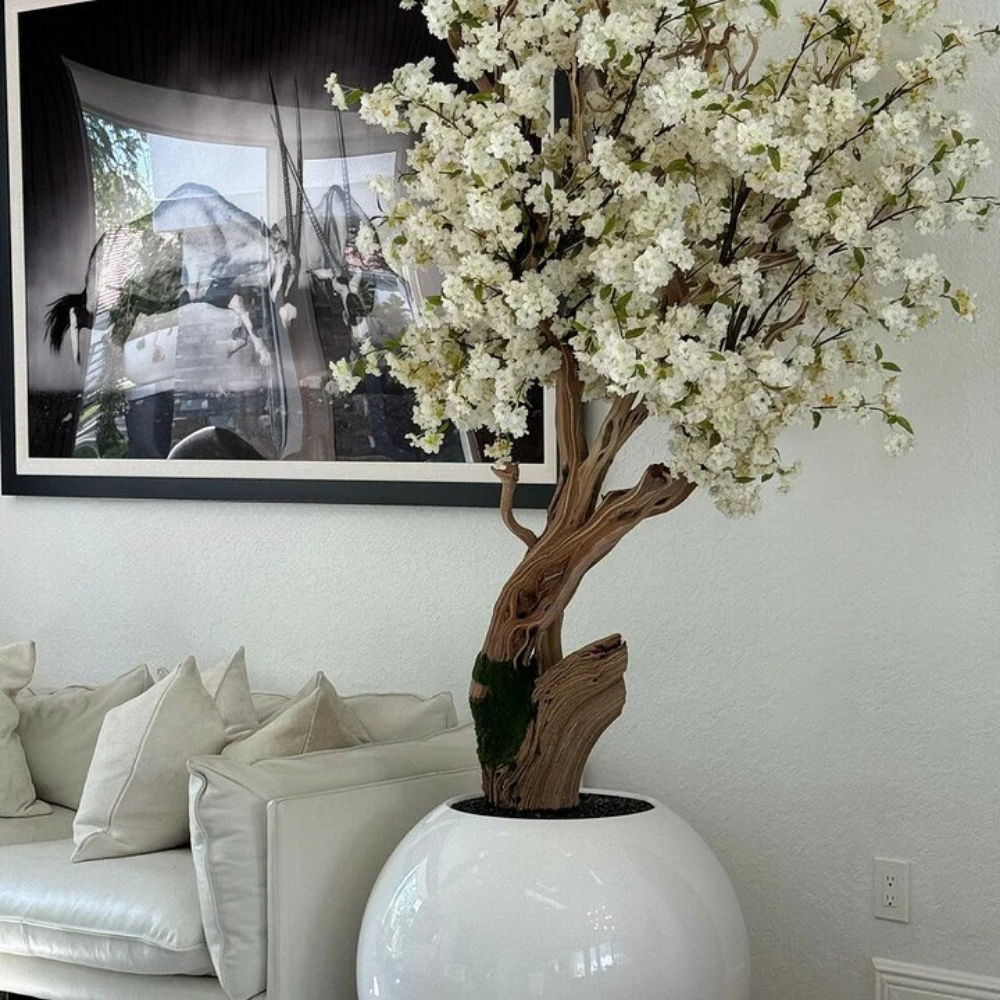 Glossy White Globe Cherry Blossom Tree