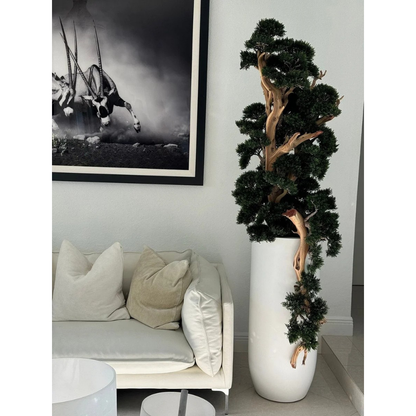 Bonsai in Matte White St. Tropez Planter