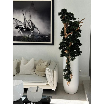 Bonsai in Matte White St. Tropez Planter