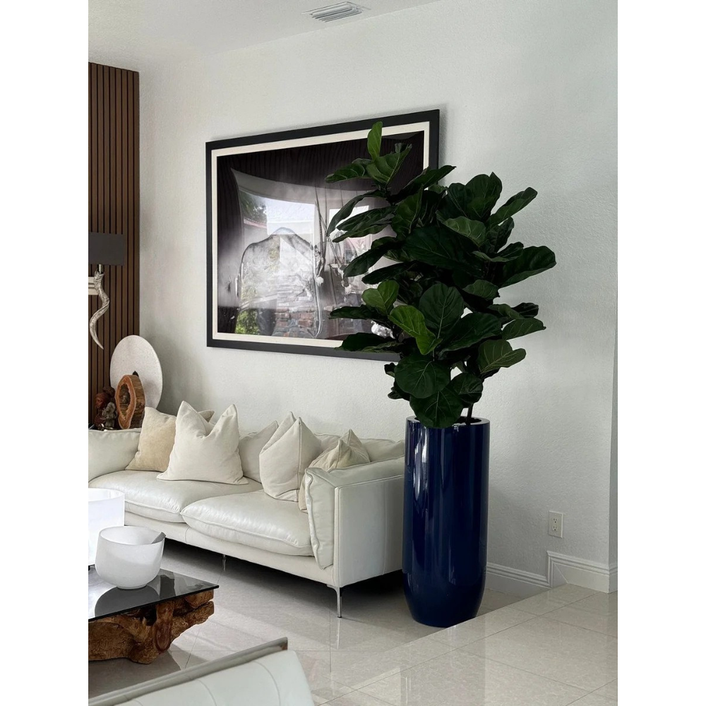 Fiddle Leaf Tree in Glossy Cobalt Blue St. Tropez Planter