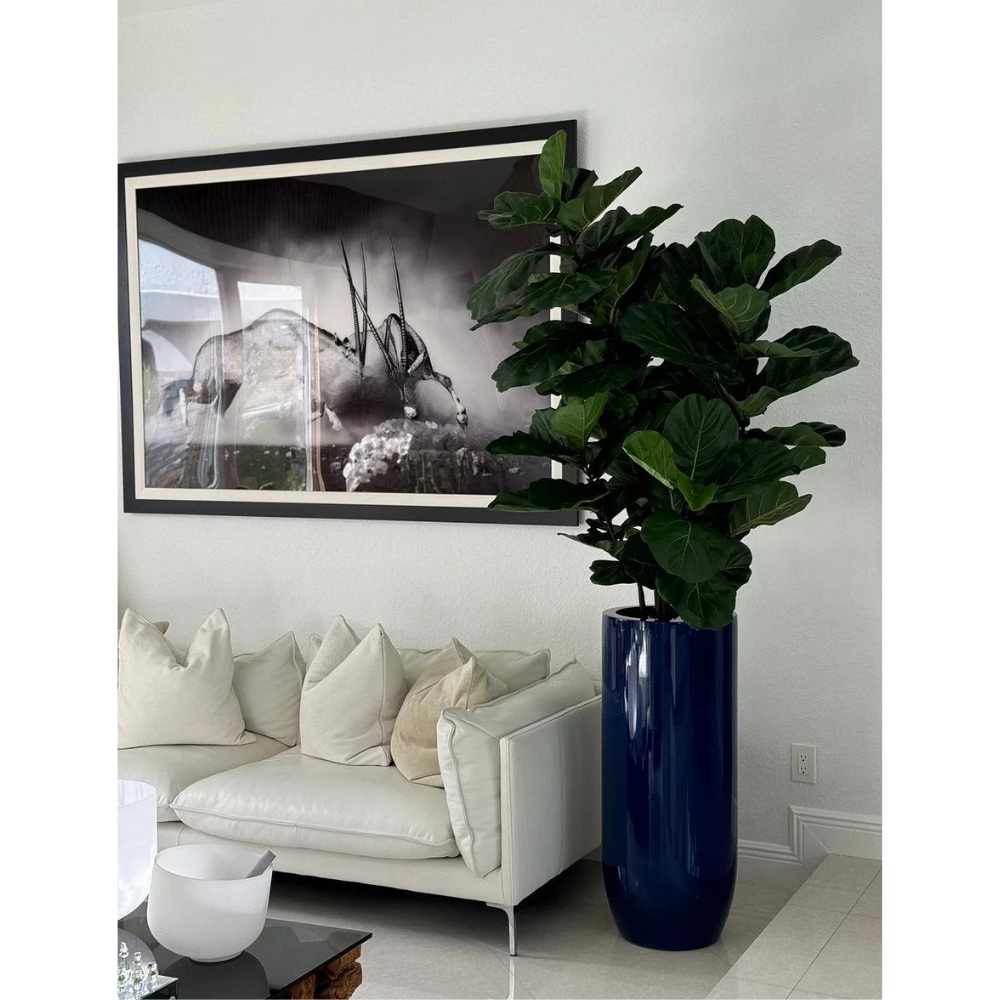 Fiddle Leaf Tree in Glossy Cobalt Blue St. Tropez Planter