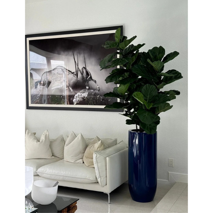Fiddle Leaf Tree in Glossy Cobalt Blue St. Tropez Planter