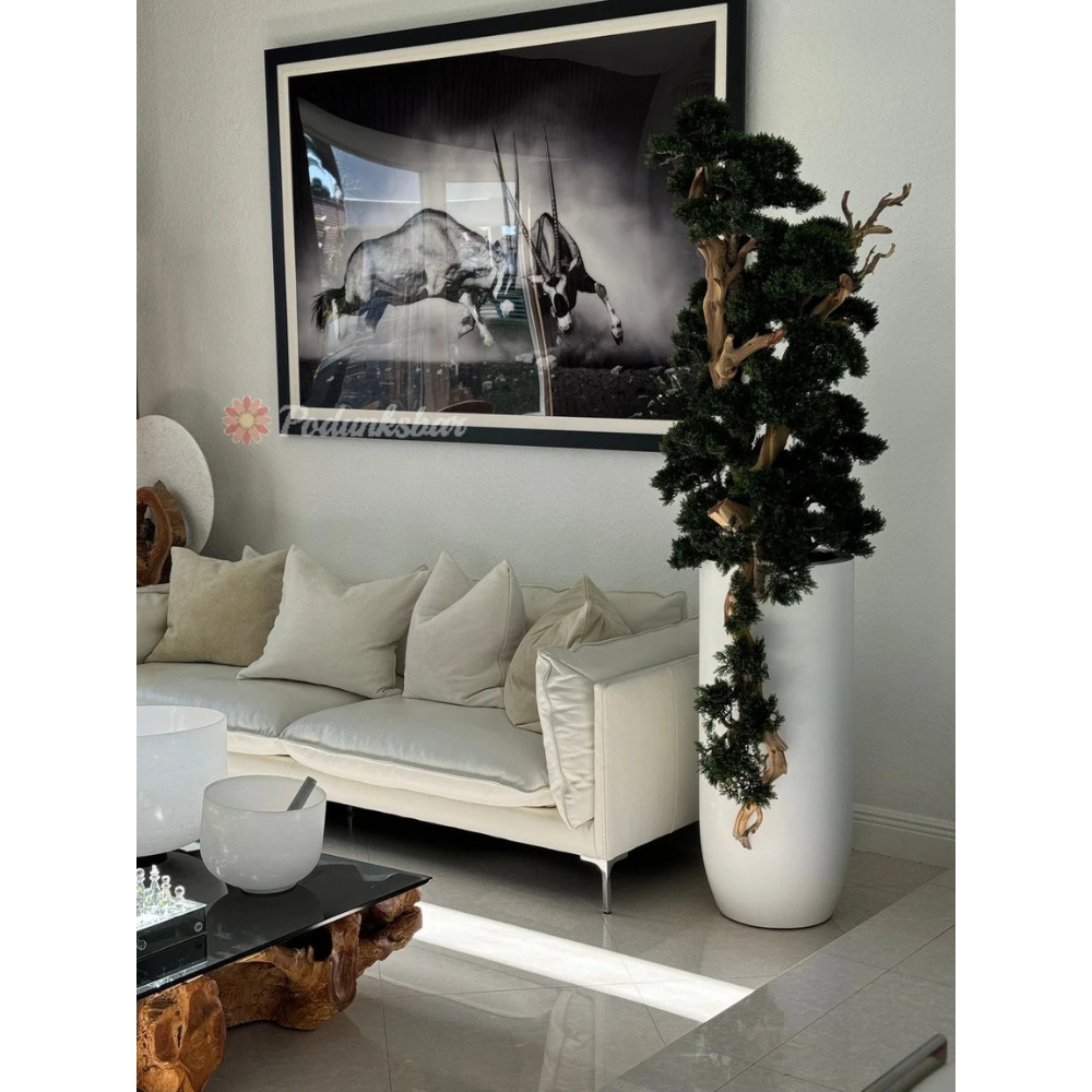 Bonsai in Matte White St. Tropez Planter