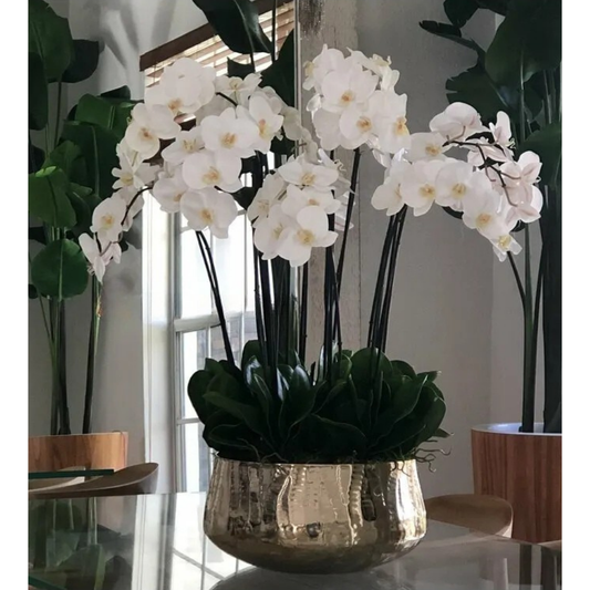 White Phalaenopsis Orchids in Large Gold Planter