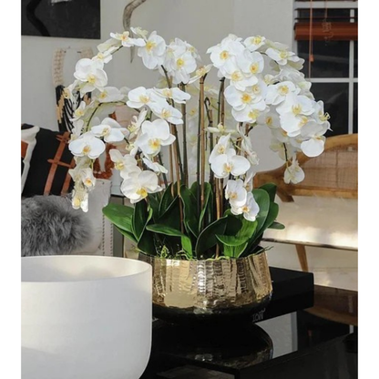White Phalaenopsis Orchids in Large Gold Planter