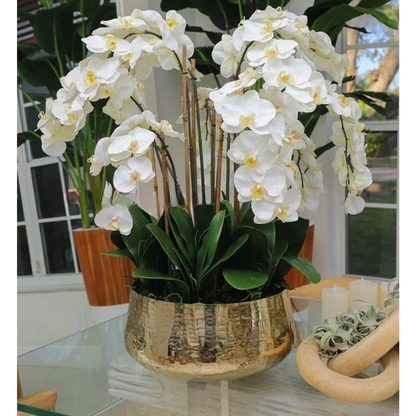 White Phalaenopsis Orchids in Large Gold Planter